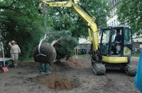 Baumpflanzaktion_3